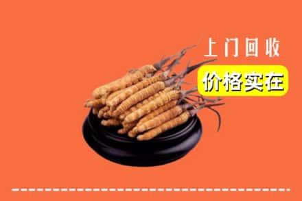 长治市上党回收冬虫夏草